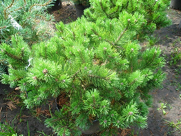     Pinus mugo Klostergrun